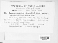 Gymnosporangium libocedri image